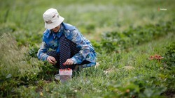 Фермеры Ставрополья получат грантовую поддержку в 2024 году 