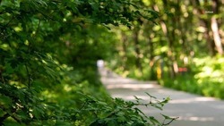 Площади защитных лесных насаждений увеличат на Ставрополье