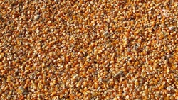 На Ставрополье нарастили урожайность кукурузы благодаря господдержке