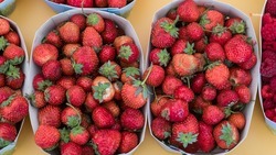 Ставропольские фермеры развивают ягодный бизнес благодаря грантовой поддержке