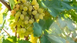 Виноградники Ставрополья начали готовить к зиме