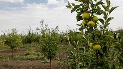 Около 600 гектаров плодово-ягодных садов заложат на Ставрополье в 2022 году
