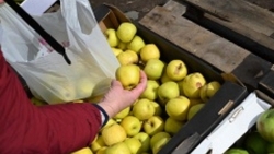 На Ставрополье получен беспрецедентный урожай яблок