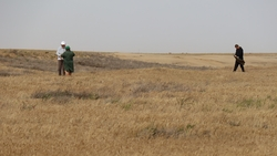 В Нефтекумском округе проводят обработку от саранчи