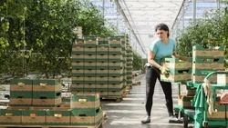 25,6 тыс. тонн овощей защищённого грунта произвели в теплицах Ставрополья