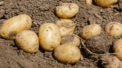 Уборка картофеля проходит в Нефтекумском округе