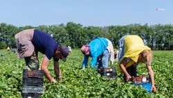 Сектор АПК на Ставрополье полностью обеспечен удобрениями