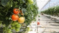 Производство тепличных овощей нарастили на Ставрополье на 2,6 тыс. тонн