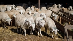 Кампания по осеменению овец проходит на Ставрополье