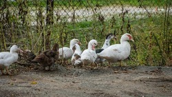 Объёмы производства птицеводческой продукции будут наращивать на Ставрополье