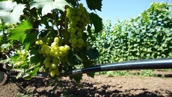 Нефтекумский округ вошёл в число лидеров Ставрополья по уборке винограда