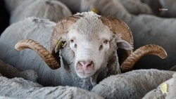 Предприятие по переработке баранины планируют открыть в Нефтекумском округе