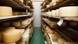 Экспорт молочной продукции вырос в 2,5 раза на Ставрополье