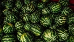 Более шести тысяч тонн бахчевых культур собрали аграрии на Ставрополье