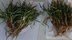 27% всходов озимых в Нефтекумском округе находятся в хорошем состоянии 