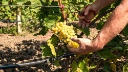 Уборка винограда стартовала в трёх округах Ставрополья