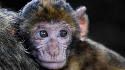 Аналитики проекта «Лапша» рассказали о появлении фейка про оспу обезьян