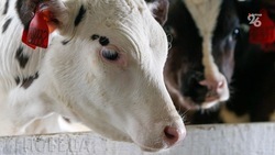 Производство молока на Ставрополье нарастили на восемь процентов