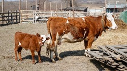 Гранты на разведение скота получили четыре хозяйства Нефтекумского округа