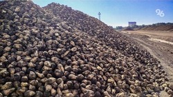Аграрии Ставрополья собрали 4,4 тысяч тонн свёклы